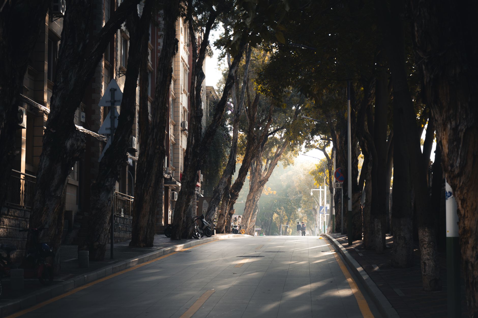 A serene urban street lined with towering trees, casting dappled shade in soft light.