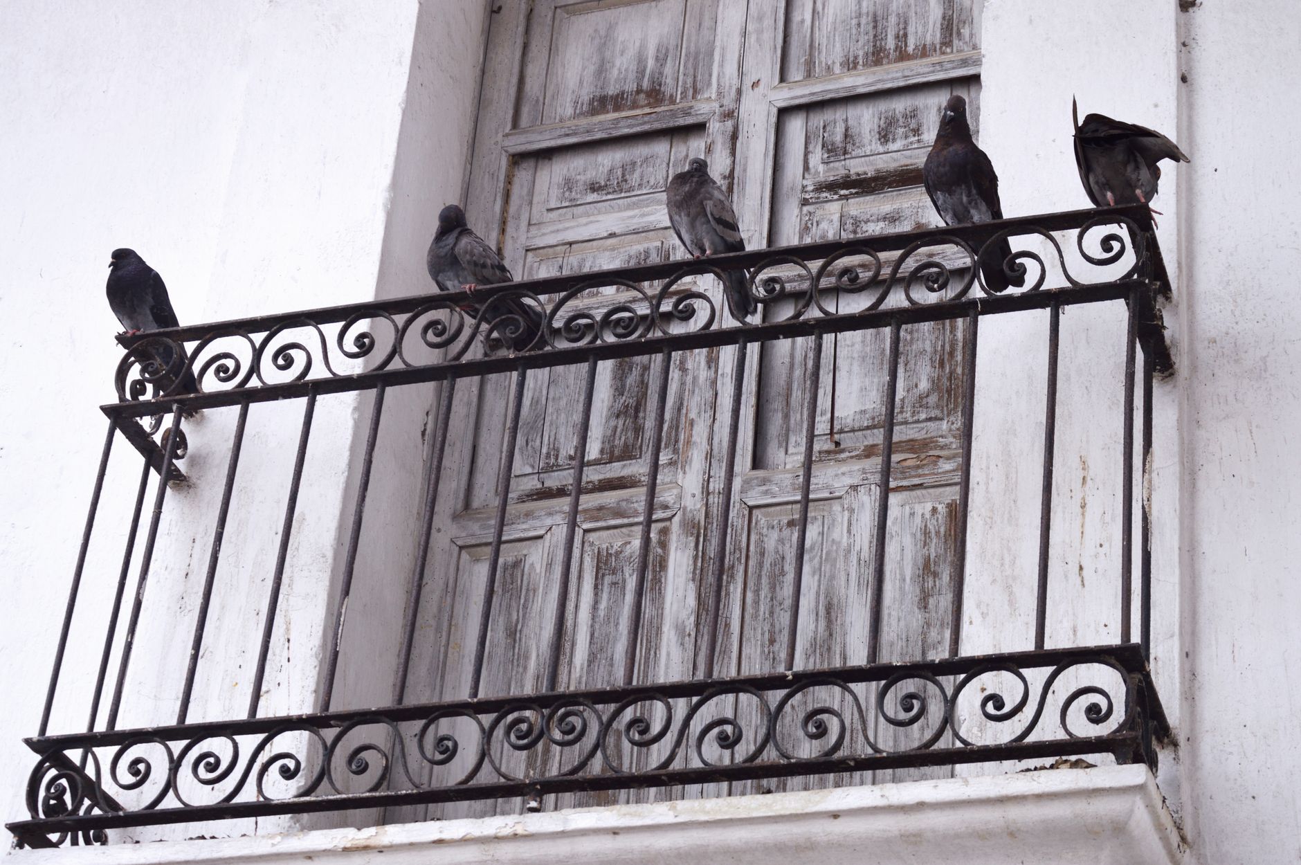 À Toulouse, une octogénaire vit volets clos depuis six ans à cause des pigeons